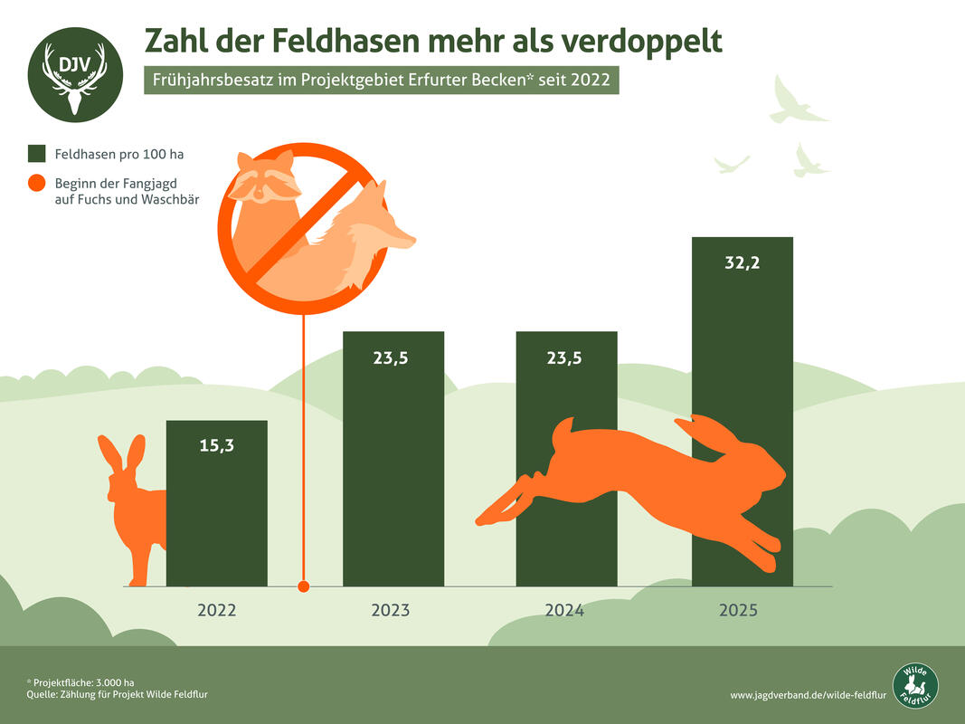 Wilde Feldflur: Feldhasenbesatz im Projektgebiet Erfurter Becken 2022 - 2025. (Quelle: DJV)
