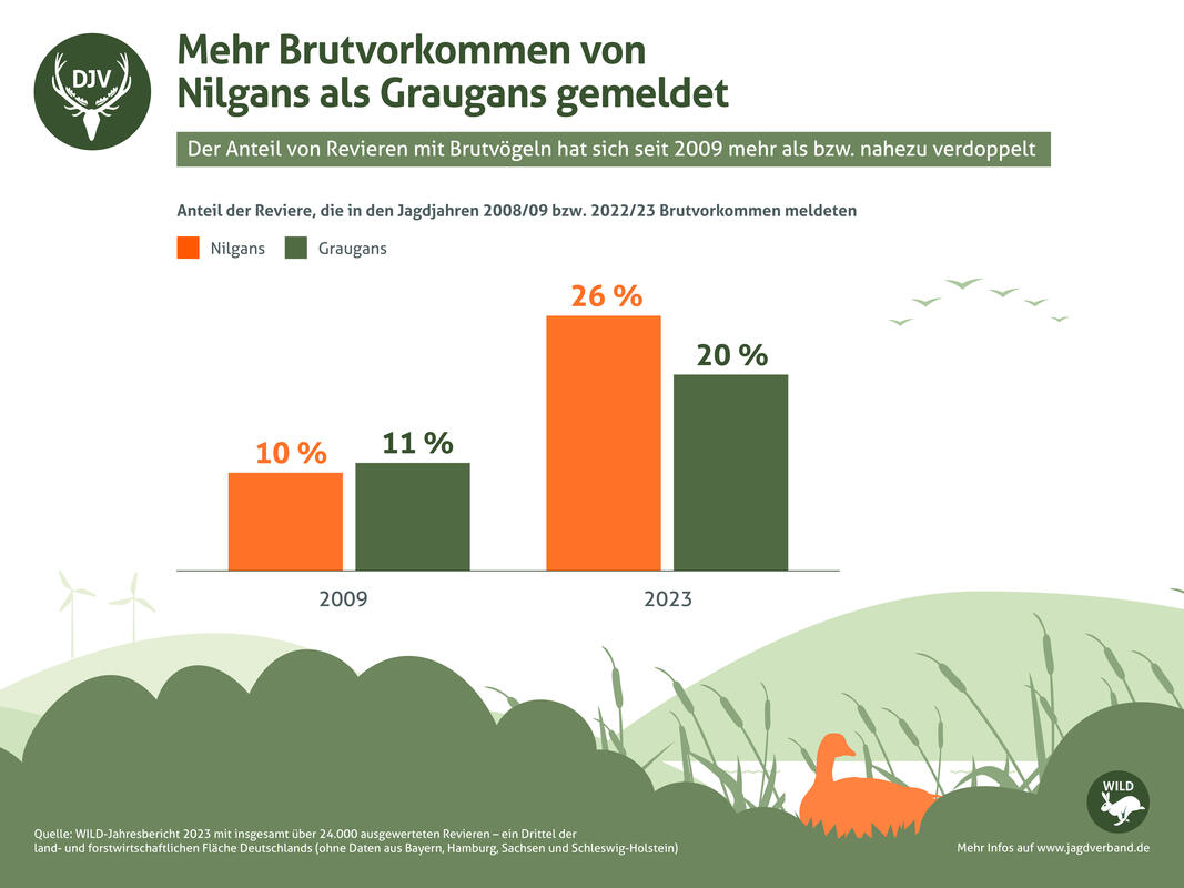 2023 wurden mehr Brutvokommen von Nilgans als Graugans in Deutschland gemeldet. (Quelle: DJV)