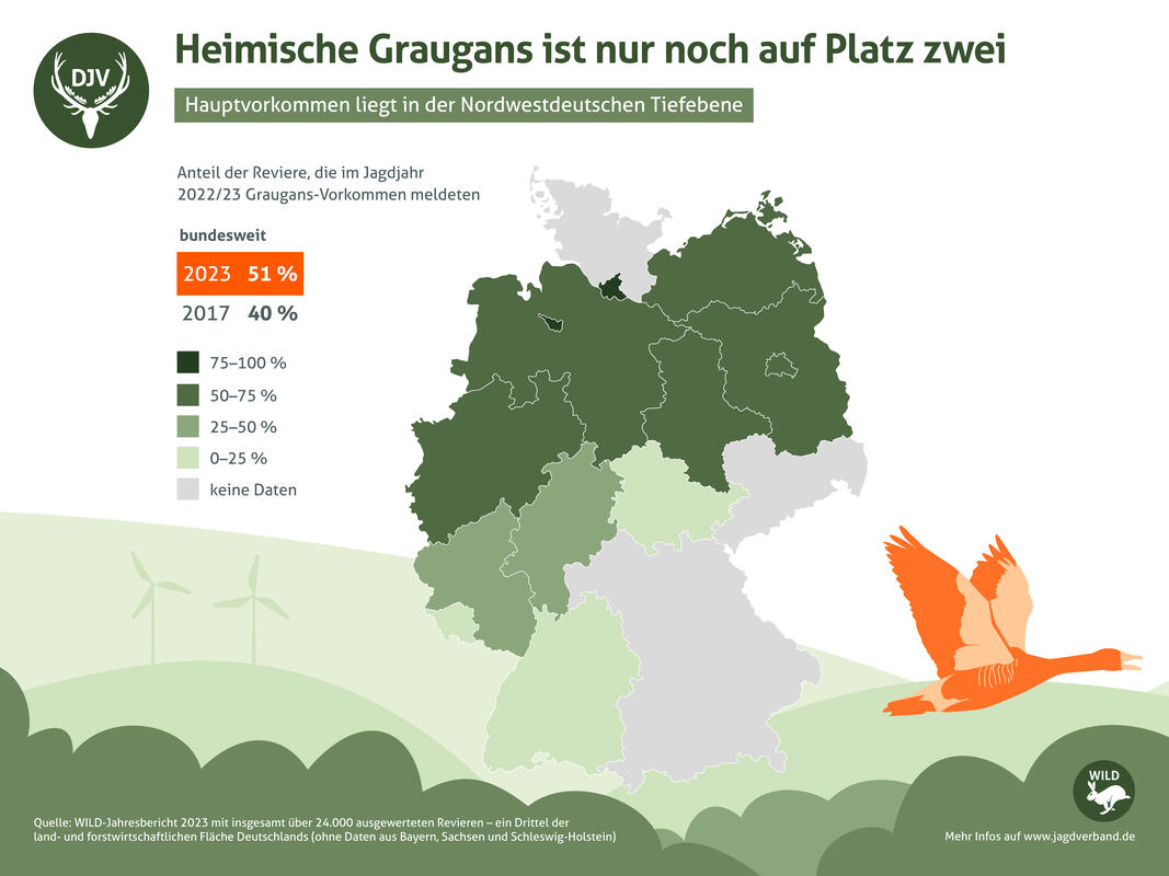 Die heimische Graugans ist in Deutschland nur noch auf Platz zwei. (Quelle: DJV)