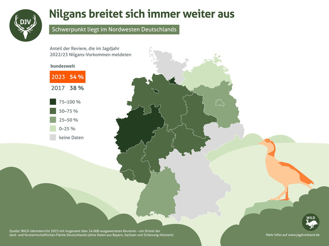 Die invasive Nilgans breitet sich immer weiter in Deutschland aus. (Quelle: DJV)