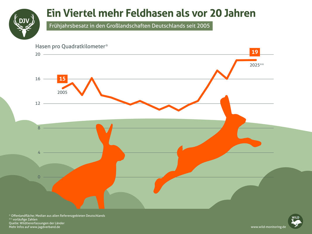 2025 lebten ein Viertel mehr Feldhasen in Deutschland als 2005. (Quelle: DJV)