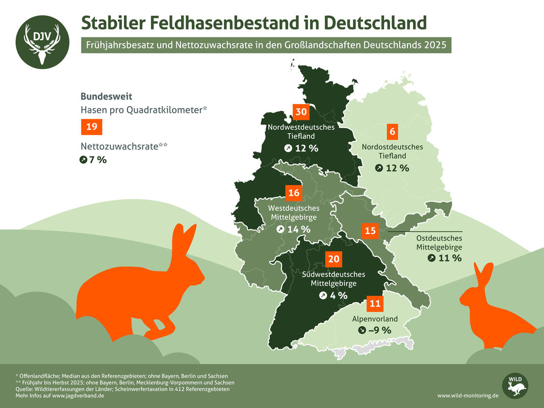 Der Frühjahrsbesatz und die Nettozuwachsrate zeigen: Der Feldhasenbestand in Deutschland ist stabil. (Quelle: DJV)