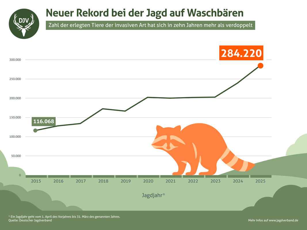 Die Zahl erlegter Waschbären in Deutschland hat sich von 2015 auf 2025 mehr als verdoppelt. (Quelle: DJV)