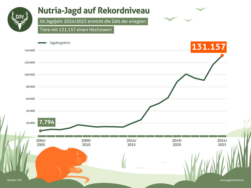 In den letzten 20 Jahren hat sich die Anzahl der erlegten Nutrias um 1.700 Prozent gesteigert. (Quelle: DJV)