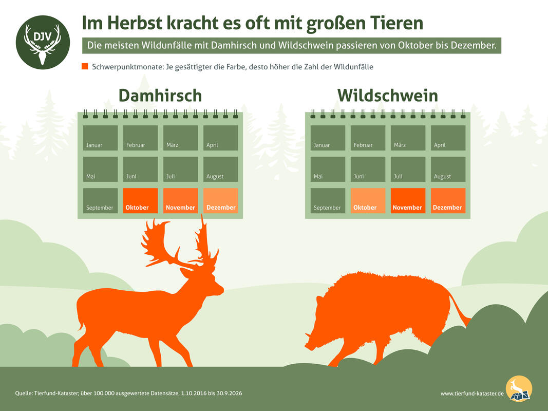 Dam- und Schwarzwild sind im Herbst besonders gefährdet. (Quelle: DJV)