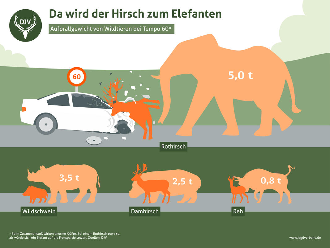Bei Tempo 60 wird der Hirsch zum Elefanten. (Quelle: DJV)