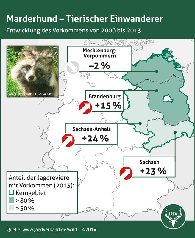 Marderhund - Entwicklung des Vorkommens 2006 bis 2013 (Quelle: DJV)