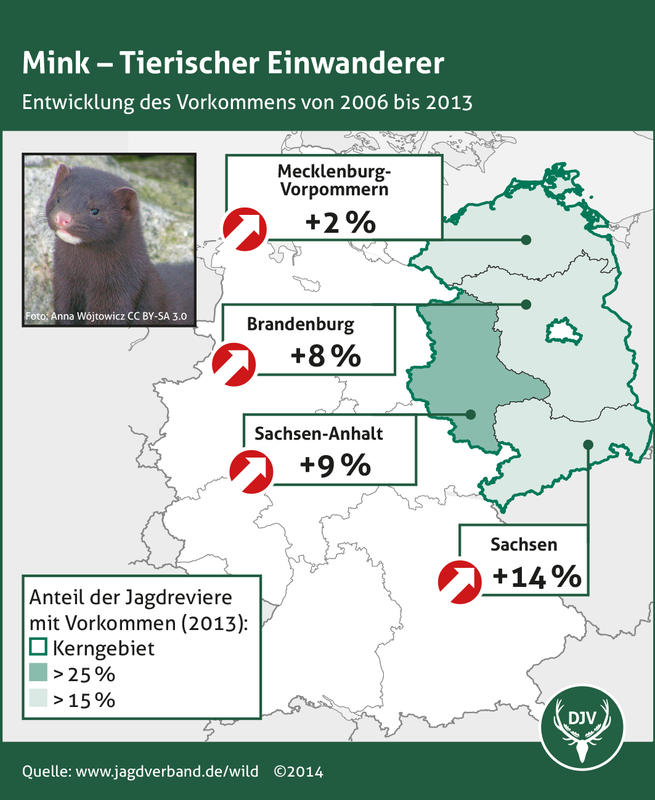 Mink - Entwicklung des Vorkommens 2006 bis 2013 (Quelle: DJV)