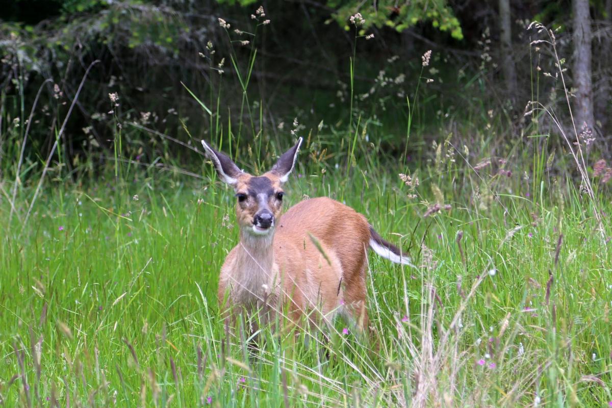 DJV-Position zu Photovoltaik-Freiflächenanlagen, Wildtiere und Jagd