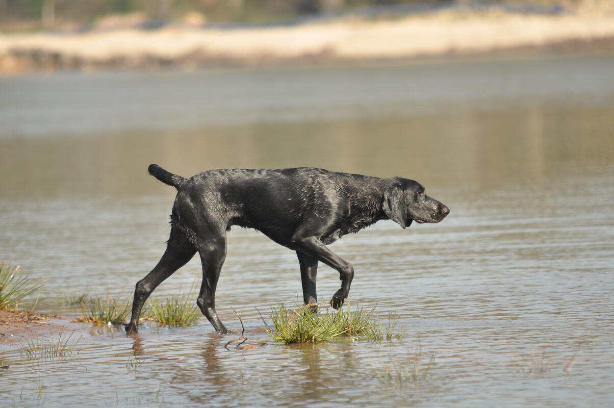 Image result for deutsch kurzhaar kupiert