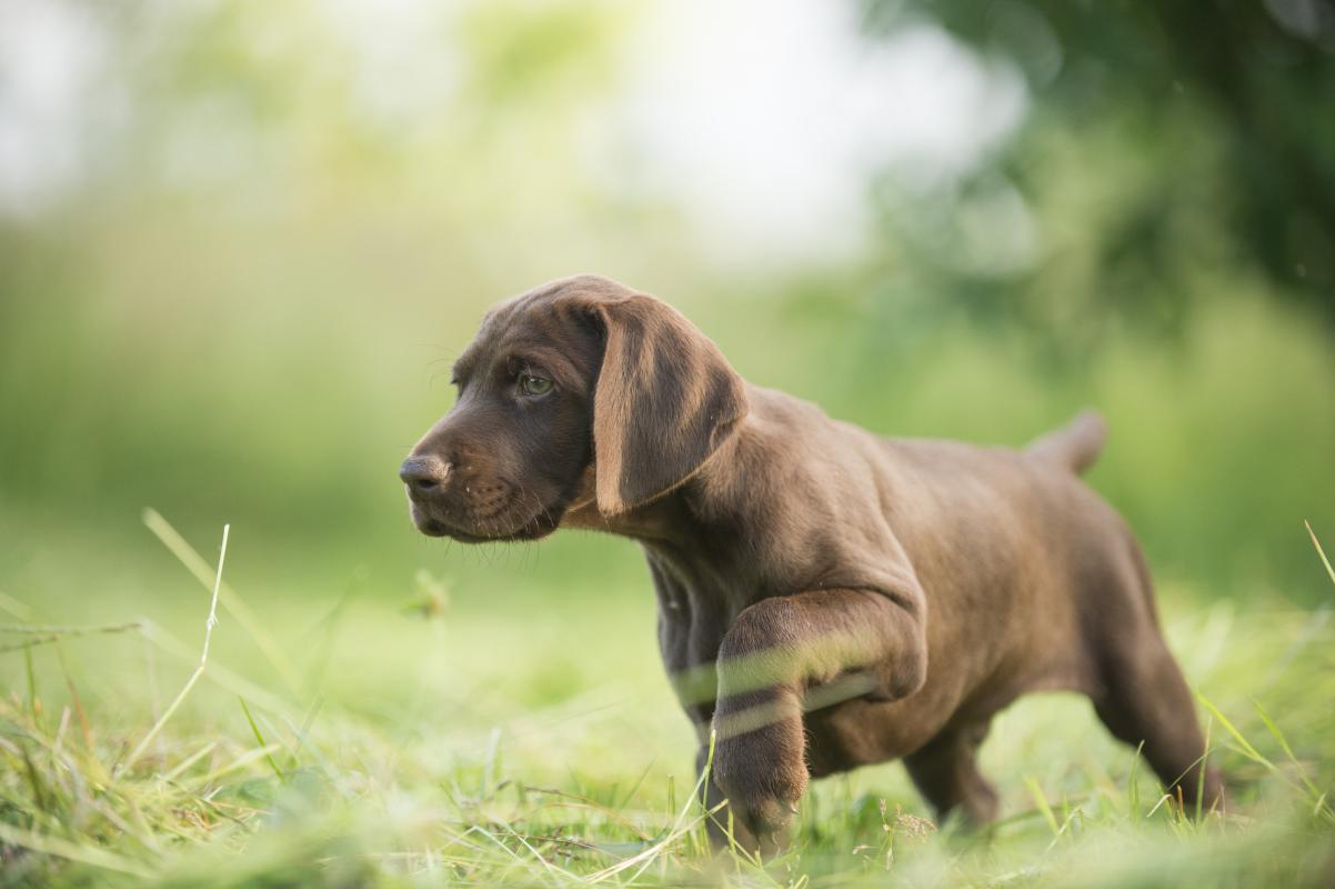 Der Jagdhund Familienmitglied Mit Beruf Deutscher Jagdverband