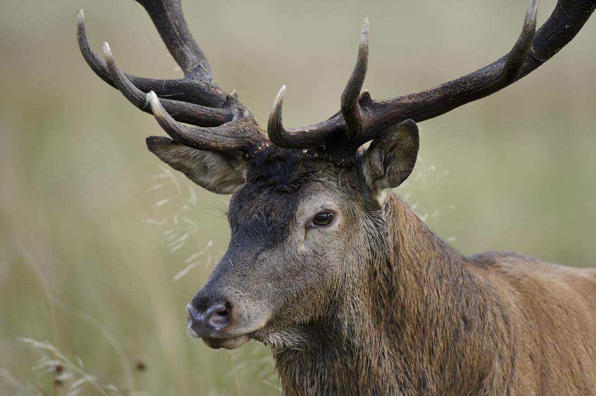 DJV-Position zu Photovoltaik-Freiflächenanlagen, Wildtiere und Jagd