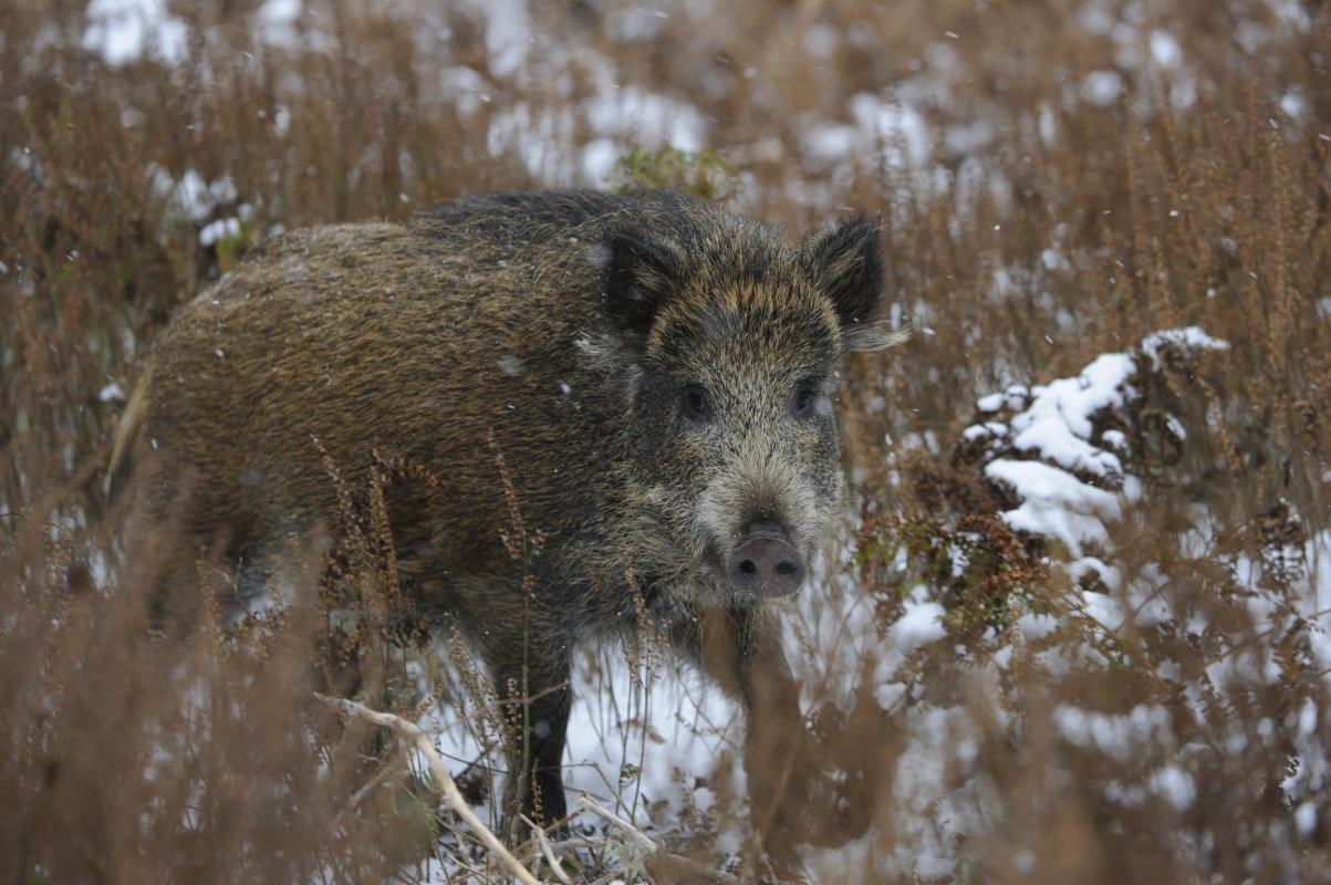 Wildschweinjagd: DJV stellt 6-Punkte-Katalog für Vereinfachungen vor