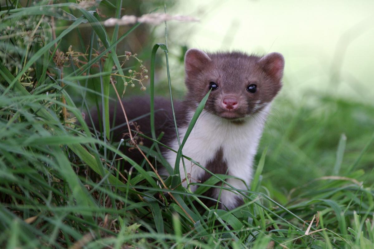 Junge Steinmarder, Steinmarder oder weißen Brüsten Marder (Martes Foina)  aus einem Dach Dachrinne, Tirol, Österreich, Europa Stockfotografie - Alamy