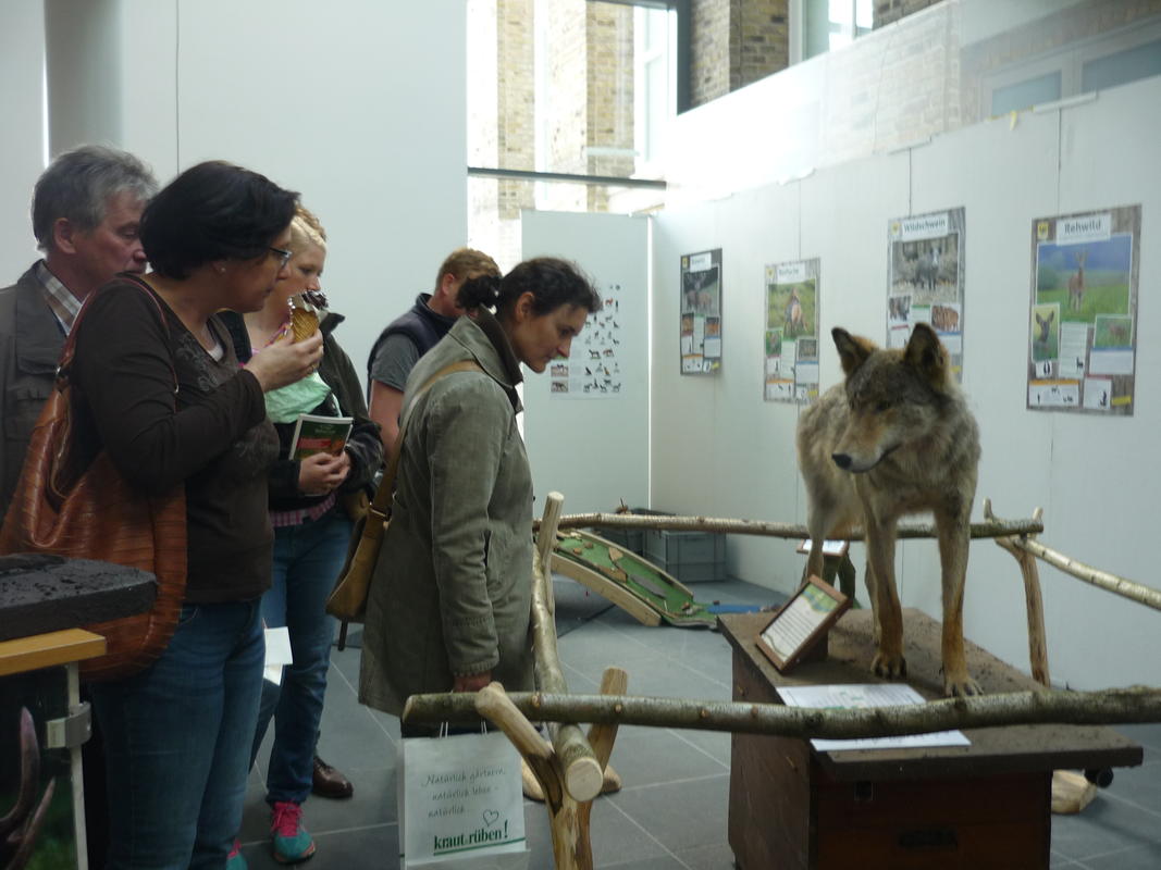 Ein Besucher-Magnet: Das Wolfspräparat lockte zahlreiche Besucher. (Quelle: DJV)