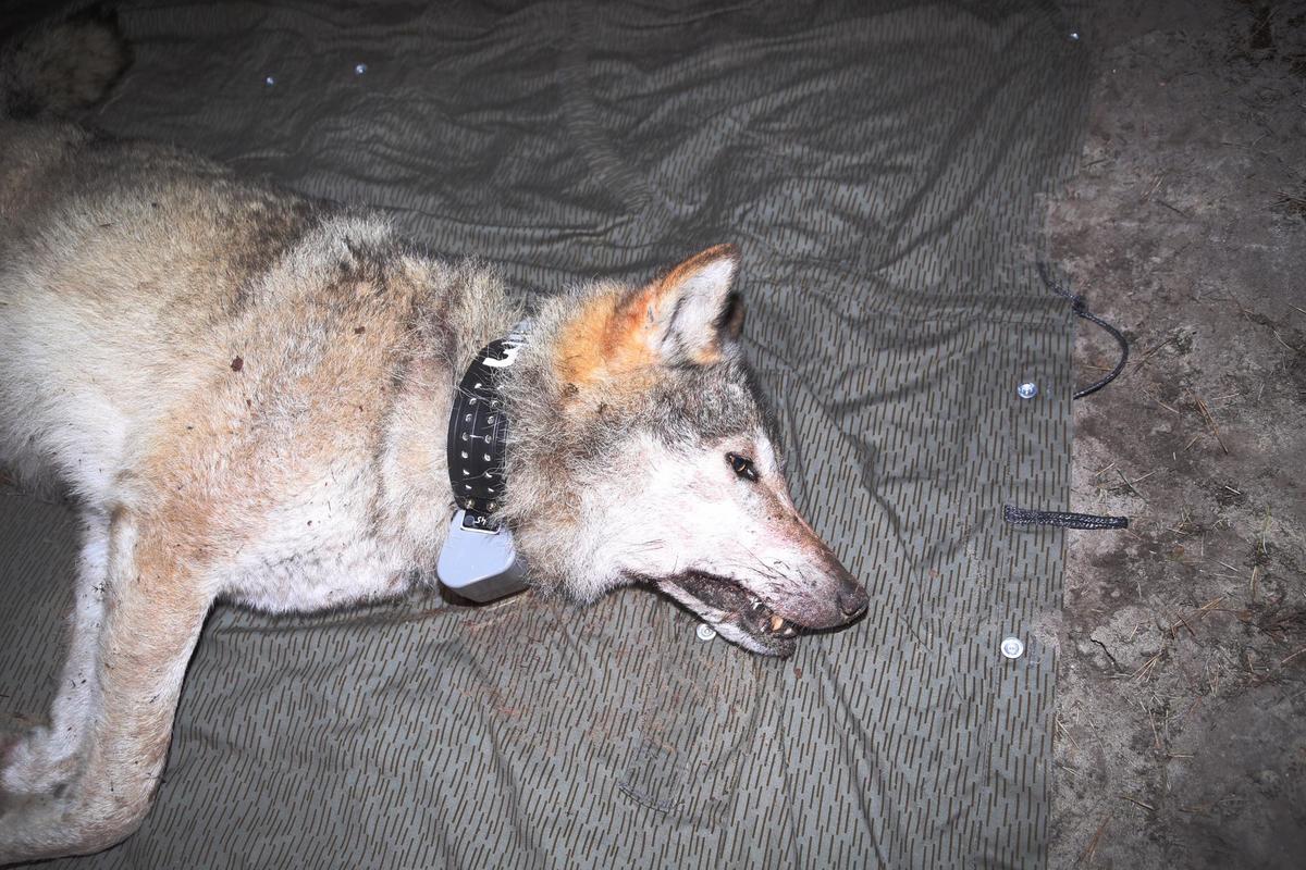 Wölfe werden betäubt und mit einem GPS-Halsband versehen. (Quelle: Stier/Meißner-Hylanová)