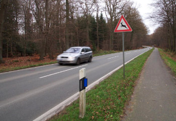 Zeitumstellung erhöht Risiko von Wildunfällen