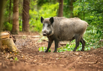 Erster ASP-Fall in Mecklenburg-Vorpommern