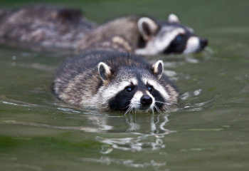 "Waschbär hat gravierenden Einfluss auf Amphibien"