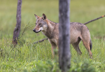 Freispruch nach Wolfsabschuss