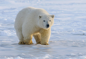 CITES in Panama – Verbot der Eisbärjagd gefordert