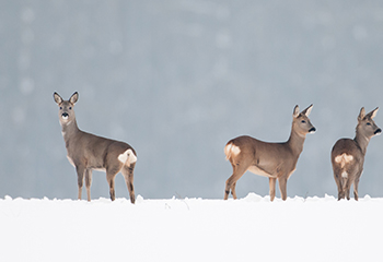 Fachtagung zu Wald und Wild