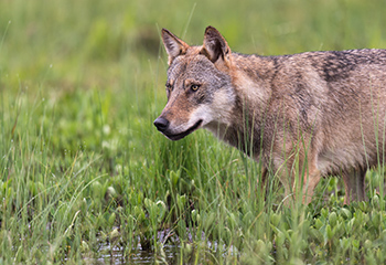 EU-Parlament fordert besseres Wolfsmanagement