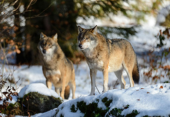 Kritik an Blockadehaltung des Bundes zum Wolf