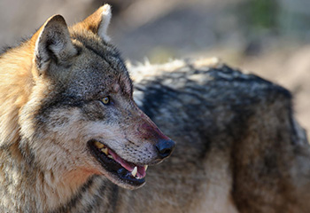 Positionspapier zum Wolf